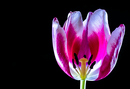 Tulpe