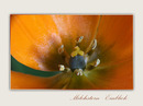 Milchstern 2