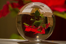 Weihnachtsstern - ein Kugelbild