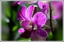 Orchidee