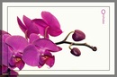 Orchidee