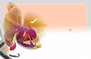 Orchidee 0.2