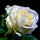 Weiße Rose I
