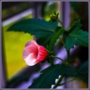 Fotos_Zimmerpflanzen