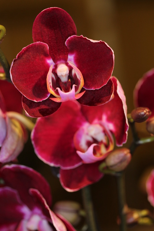 Orchideen
