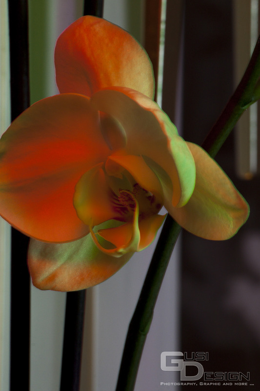 Die Phalaenopsis