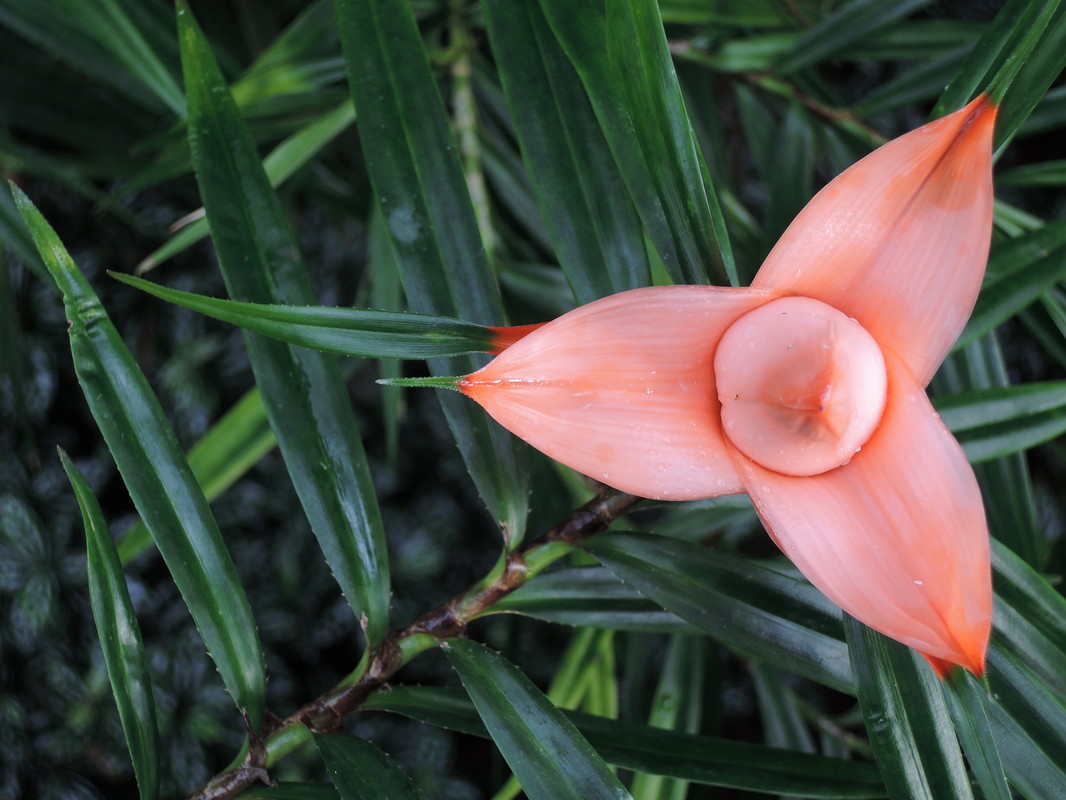 Im Botanischen Garten  6