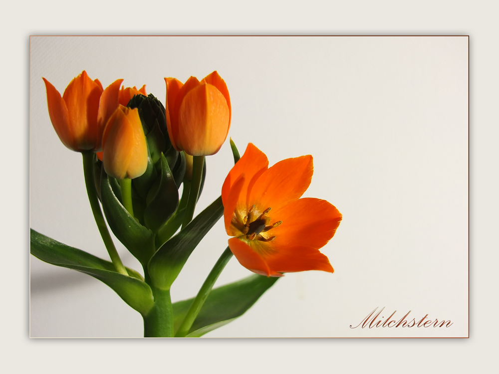 Ornithogalum dubium