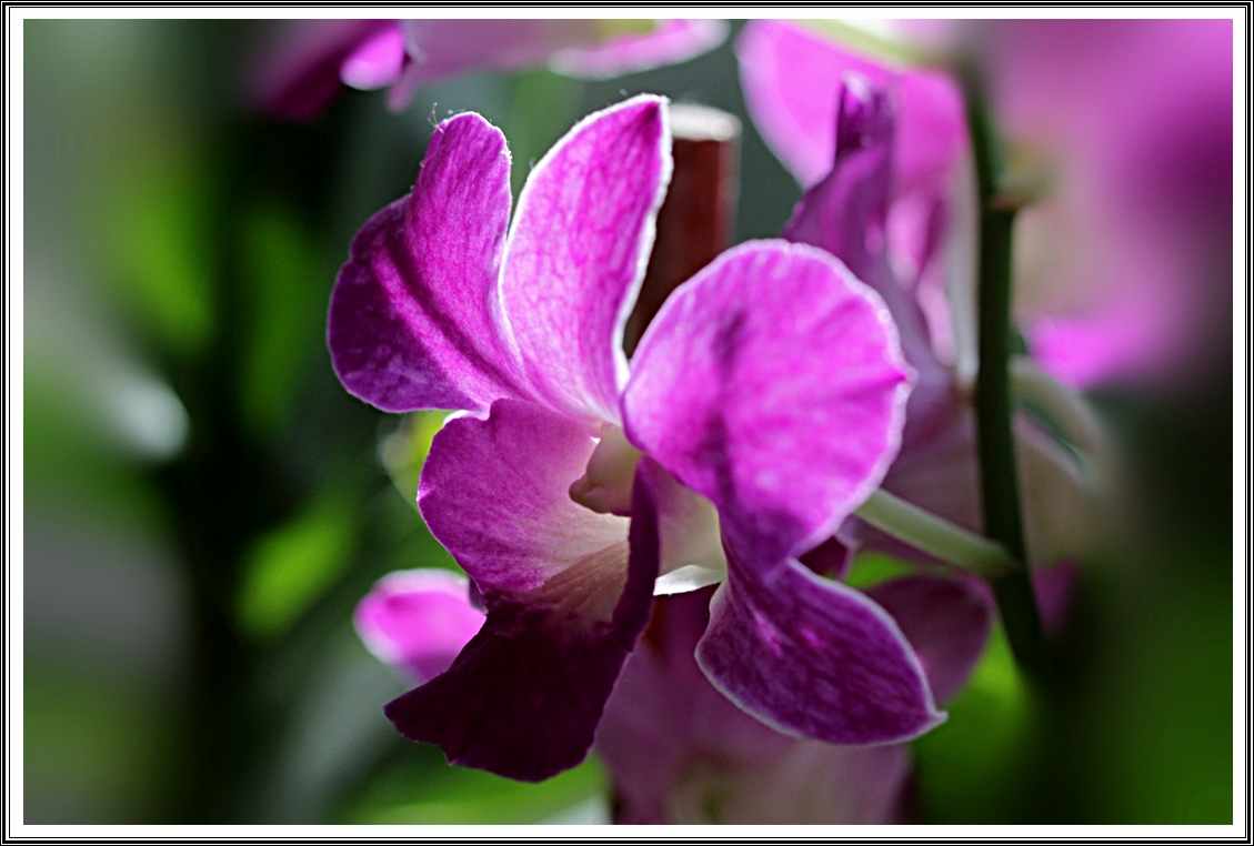 Orchidee