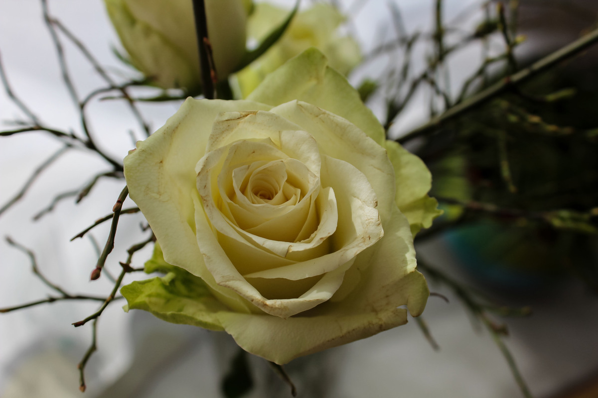  Rose