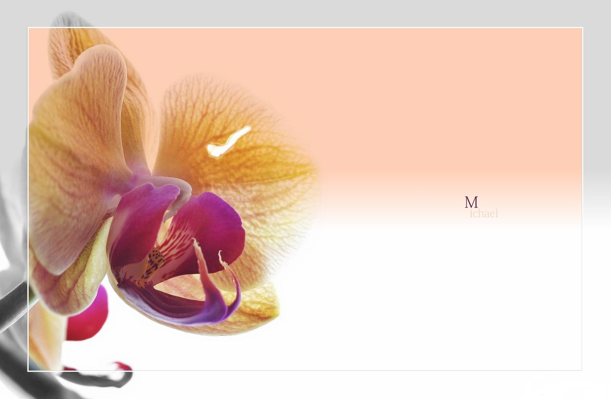 Orchidee 0.2