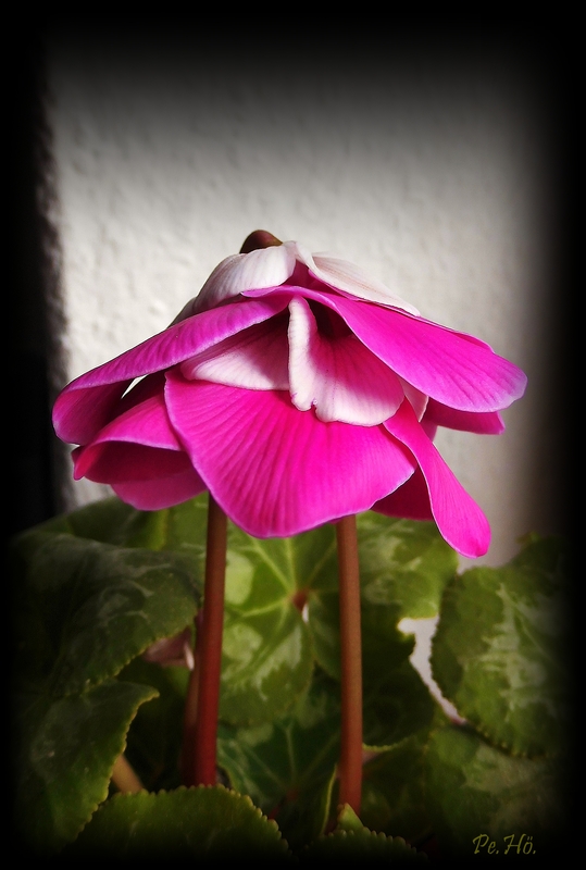 Alpenveilchenpärchen