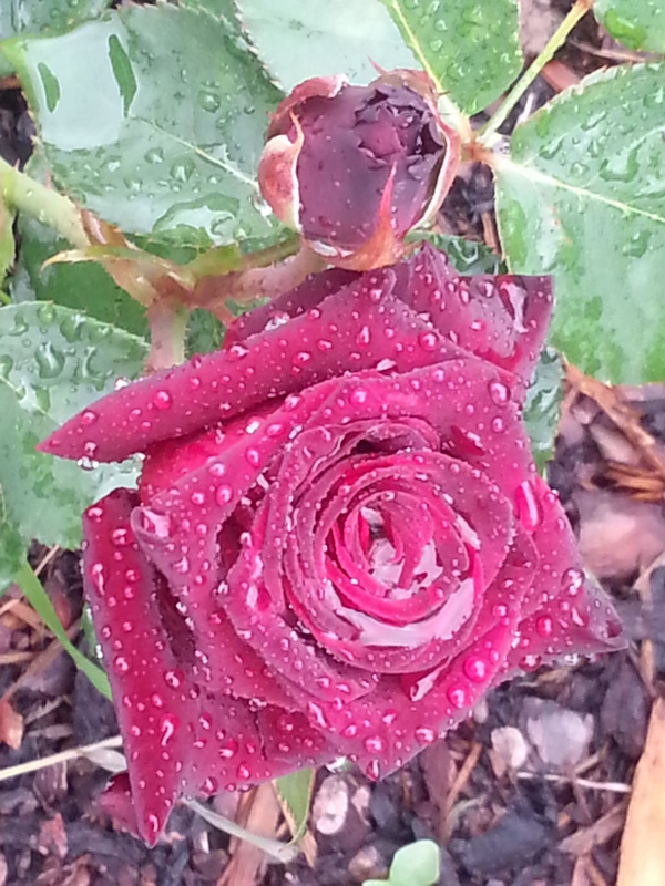 Morgentau auf einer wunderschönen Rose in meinem Garten