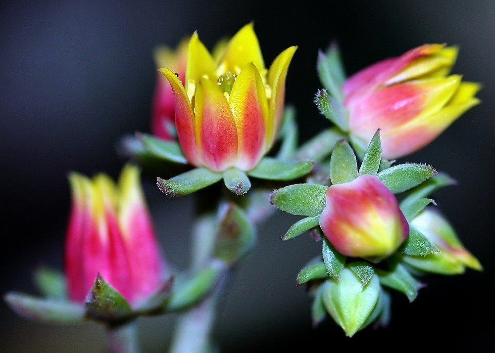 Erste Bilder mit der Neuen