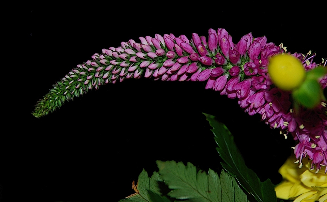 Ein kleines Kunstwerk der Natur