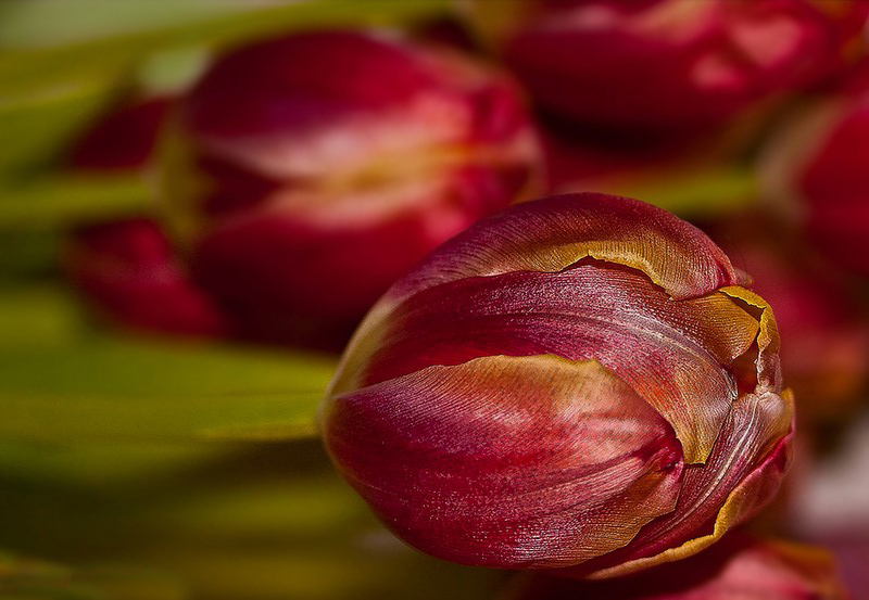 Tulpiges zum Wochenende