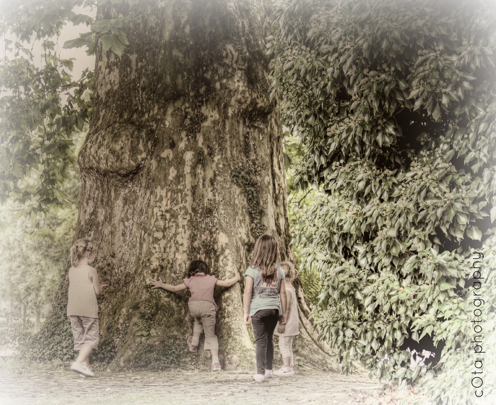DER GROSSE BAUM