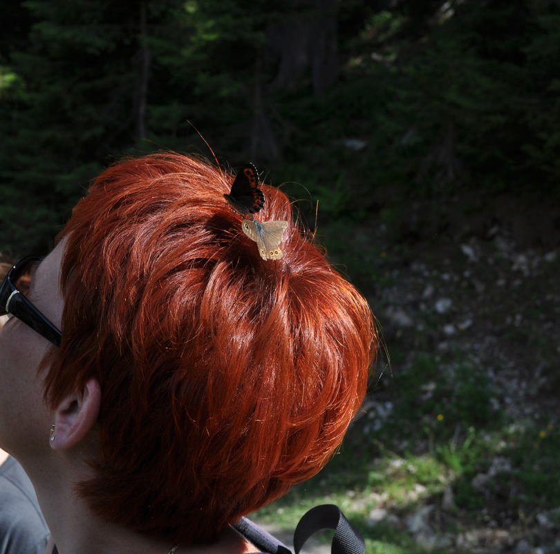 Love- Schmeterlinge, ein schönes Plätzchen gefunden