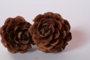Fotos_Blumen