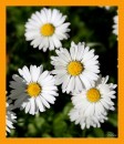 Fotos_Blumen