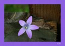 Fotos_Blumen