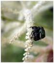 Fotos_Blumen
