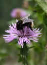 Fotos_Blumen