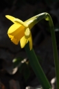 Fotos_Blumen