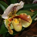 Fotos_Blumen