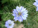 Fotos_Blumen