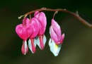Fotos_Blumen