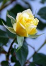 Fotos_Blumen