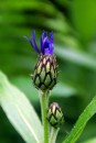 Fotos_Blumen