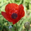 Fotos_Blumen