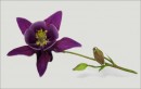 Fotos_Blumen