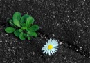 Gänseblümchen