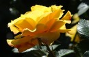 Noch ne gelbe Rose