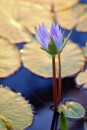 Fotos_Blumen