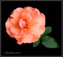 Fotos_Blumen