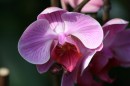 orchid-1