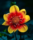 Dahlie1