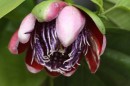 Passionsblume 1