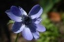 Anemone blau