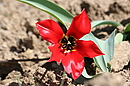 Fotos_Blumen
