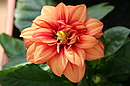 Blüte