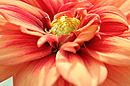 Fotos_Blumen
