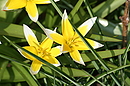 Blüte