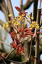 Blüte