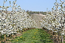 Baumblüte