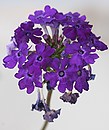 Fotos_Blumen